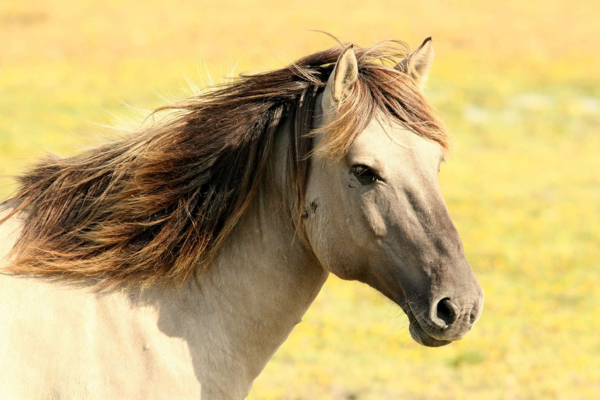 Ein Bild von einem Pferd